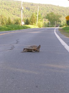 SlowTurtleOnTheRoad